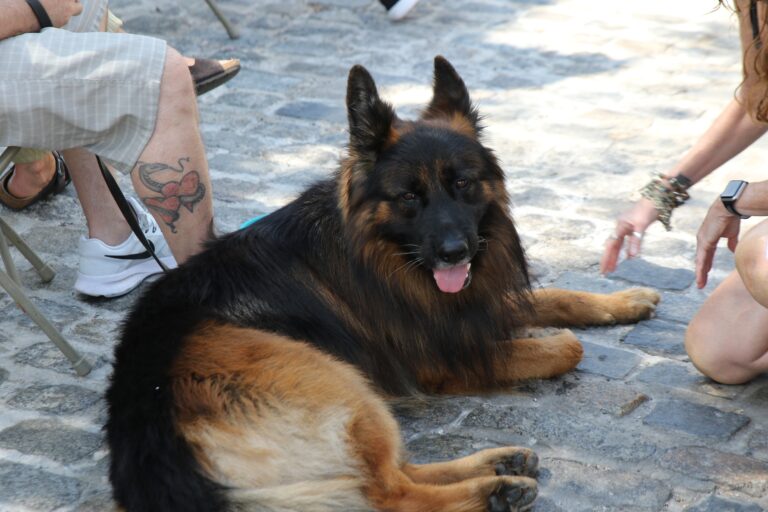 a dog sits