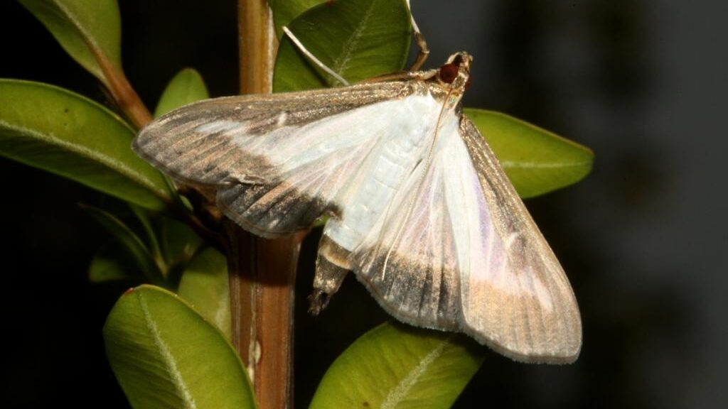 box-tree-moth-adult An adult box tree moth