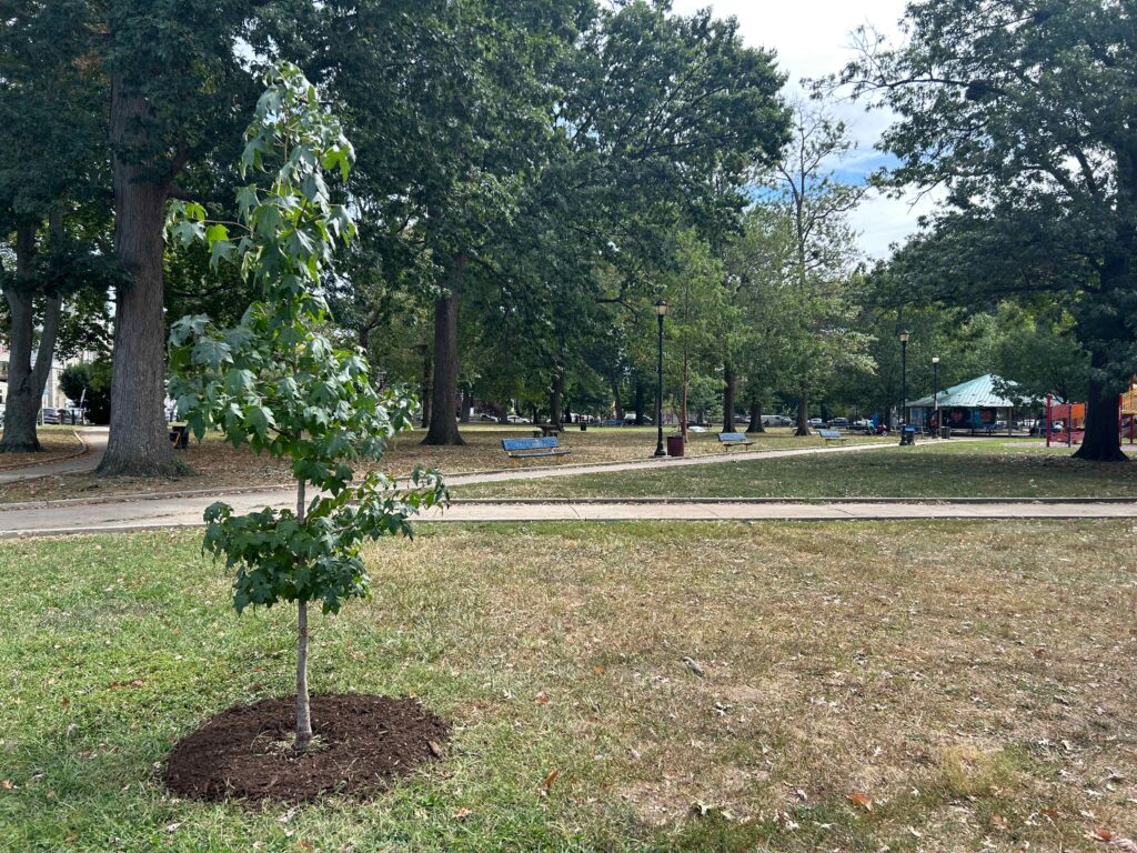 west-philly-tree-planting-2024-09-19 A young tree planted in Malcolm X Park