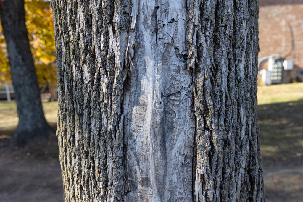 bark on a tree
