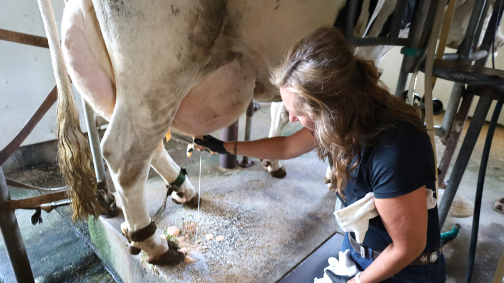 Knutsen milking cow2 A woman milks a dairy cow