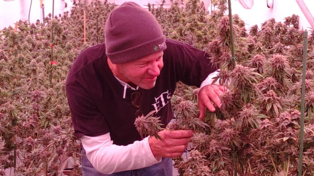 david rohrer copy Man tends to marijuana plants