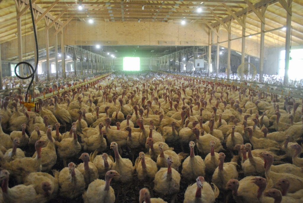 Erica Sawatzke Farmer In 2023, the turkeys on Erica Sawatzke’s farm contracted highly pathogenic avian influenza, a deadly bird flu virus that has been spreading across the U.S. in recent years. (Courtesy of Erica Sawatzke)