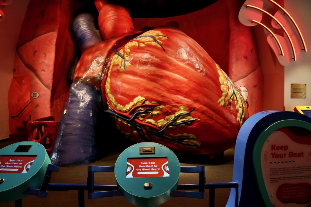 2024 11 20-e lee-philadelphia franklin institute-body odyssey giant heart the Giant Heart