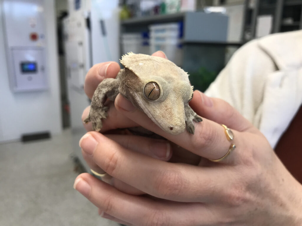 Villanova University Stark Gecko Tokay geckos are studied for their ability to stick to surfaces at Villanova University's Stark Lab. (Maiken Scott/WHYY)