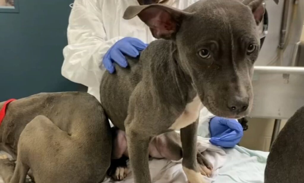 acct-philly-dogs-6abc-2024-11-19 dogs being examined by a vet