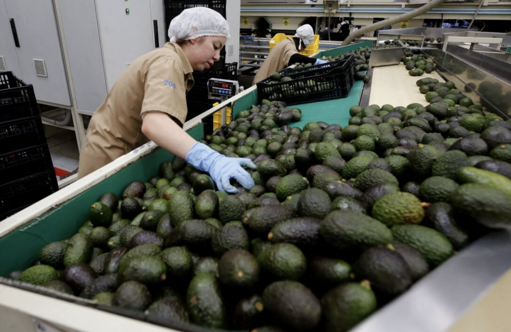 avocados-trump-npr-2024-11-27 Two workers in a factory are sorting massive amount of avocados