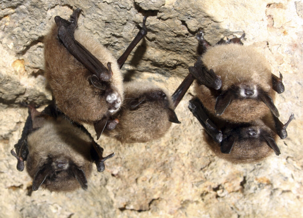 Bat Disease Fungus Louisiana five little brown bats with the fuzzy white patches of fungus hanging upside-down
