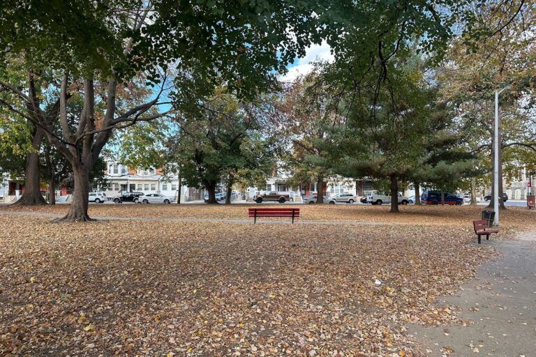 leaves in the park