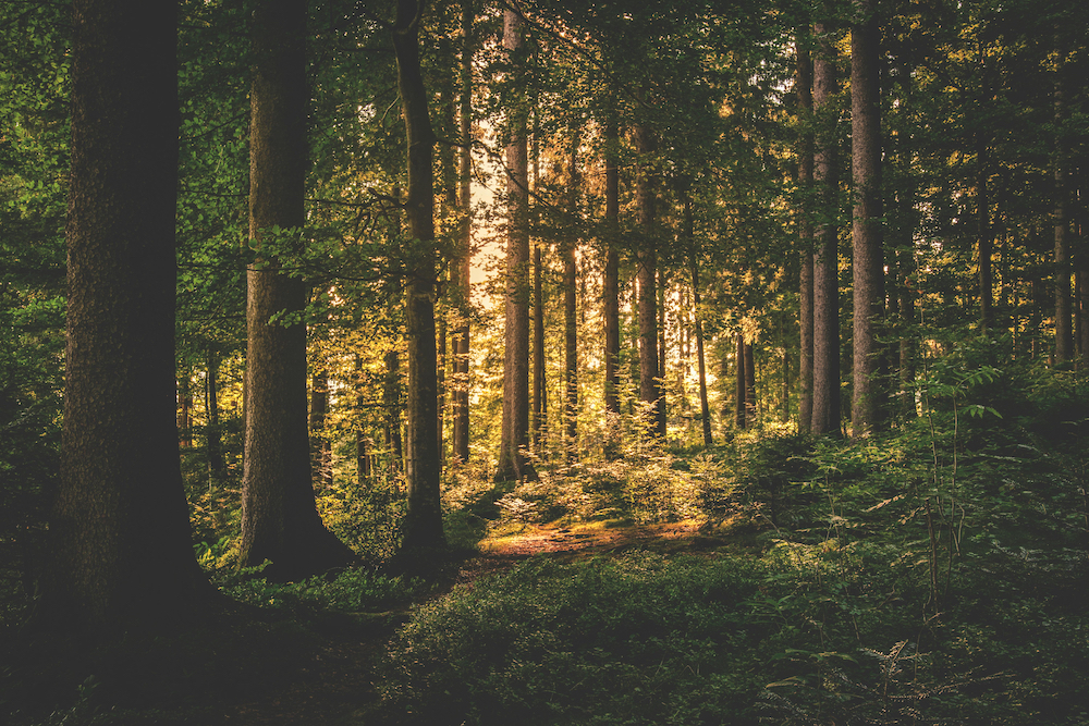 pexels-lum3n-44775-167698 Forest scene