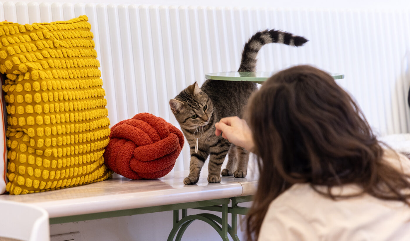 Rachel Alfiero introduces herself to Starlight the kitten at Get a Gato cafe in South Philly