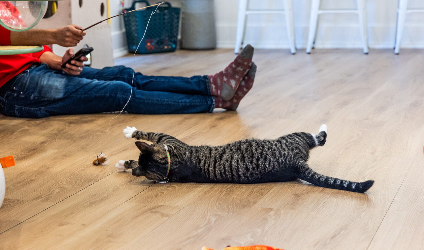 Yule the cat plays with a visitor at the Get a Gato cat cafe in South Philly