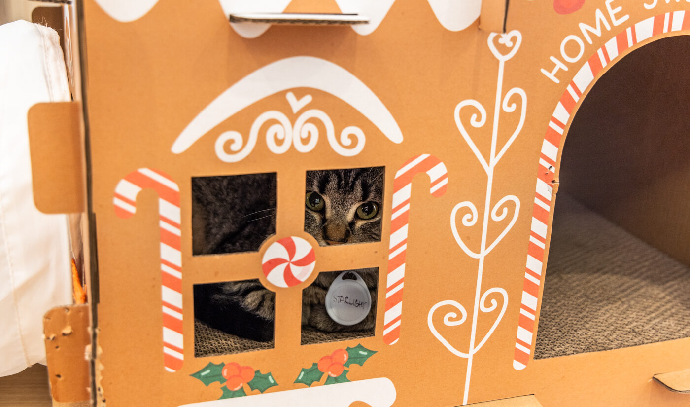 Starlight the kitten is seen inside a holiday-themed cat house