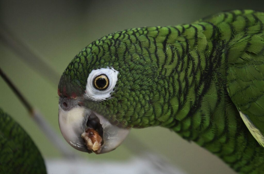 Puerto Rico Saving Parrots (AP Photo/Carlos Giusti)