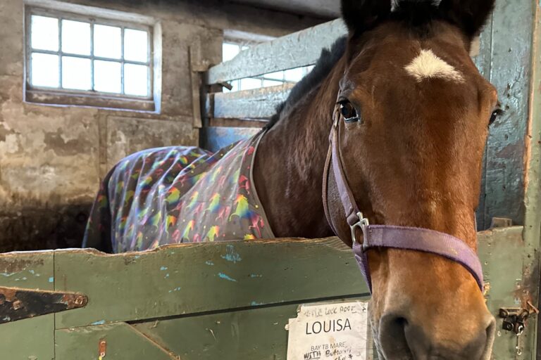 Louisa the horse