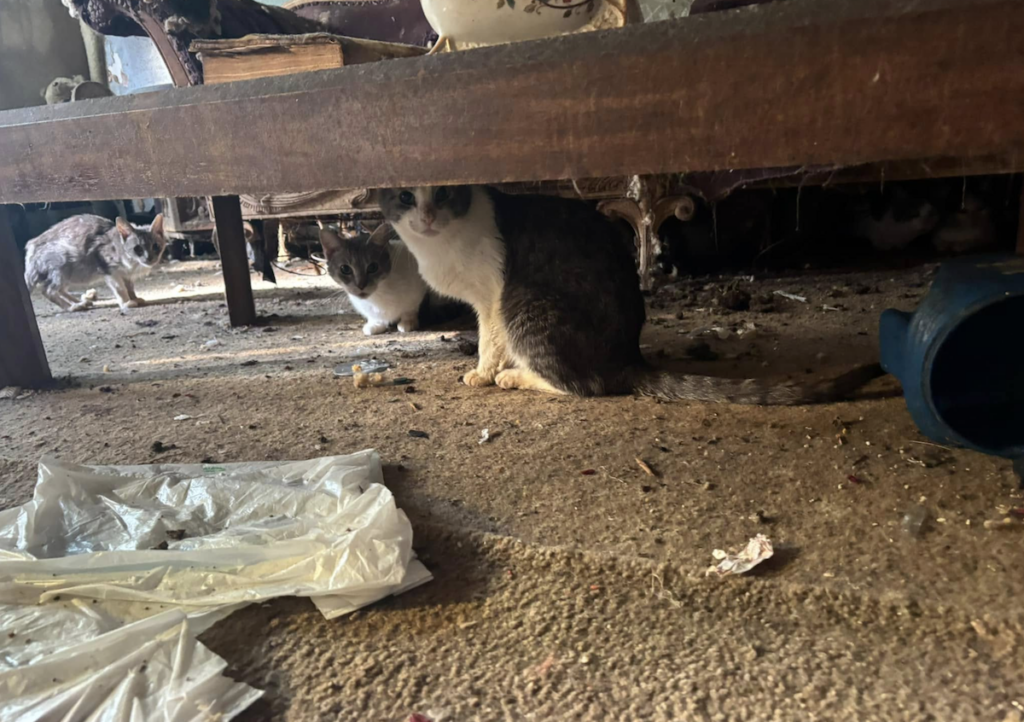 cats-home-acct-philly-2024-12-17-2 Cats in a filthy home