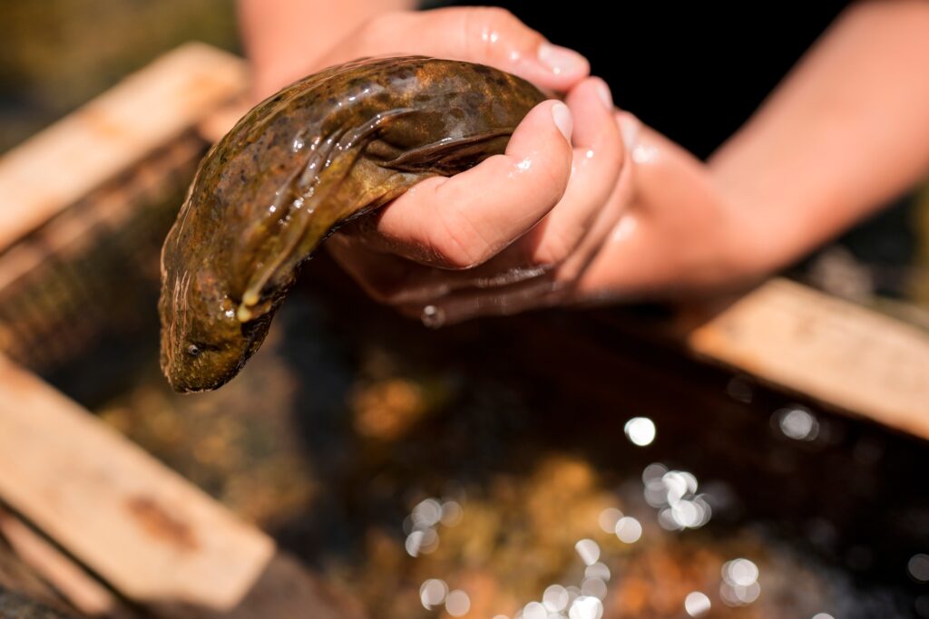 eastern-hellbender-2024-06-26 a person holds an eastern hellbender