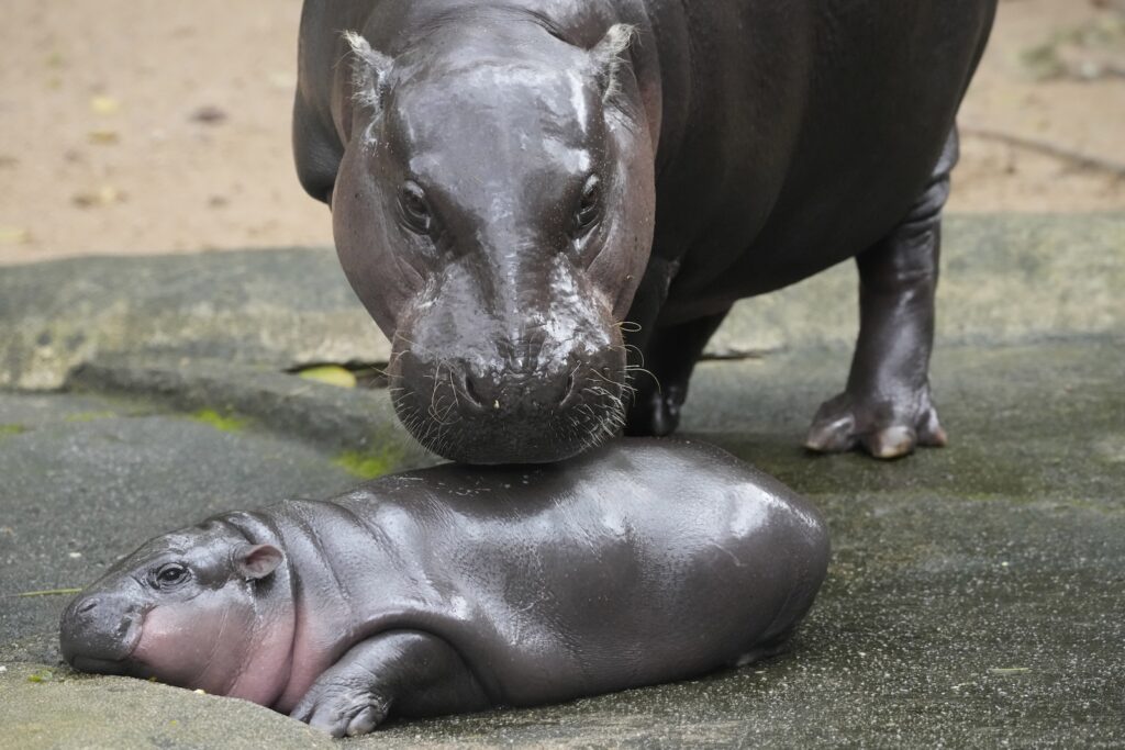 YE One Good Thing Two-month-old baby hippo Moo Deng and her mother Jona are seen at the Khao Kheow Open Zoo
