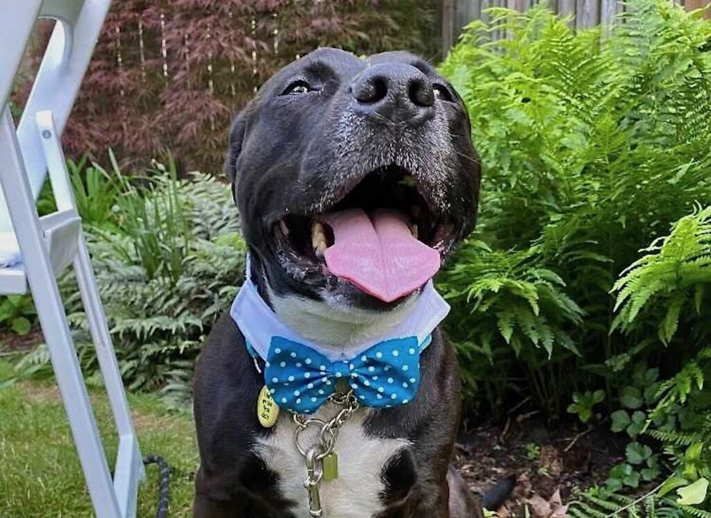 2025 01 17-provided-midnight after adoption bow tie Midnight wearing a blue bowtie