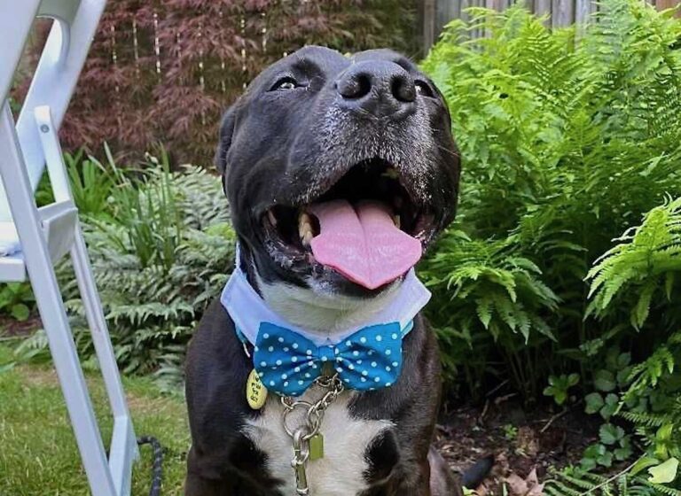 Midnight wearing a blue bowtie