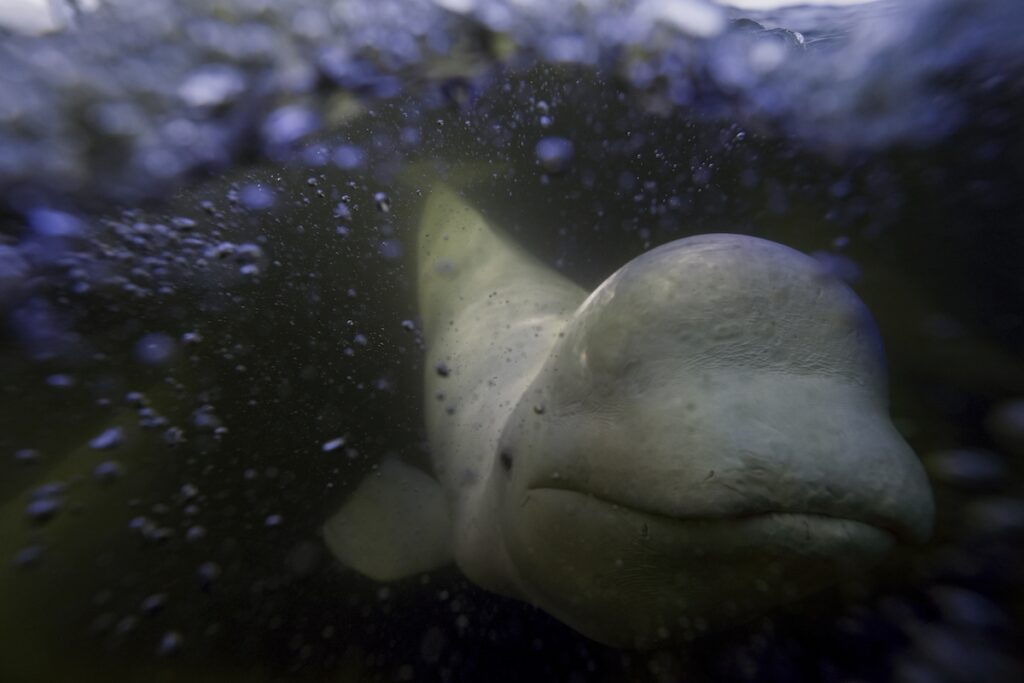 APTOPIX Climate Canada Beluga Whales A beluga whale swims behind a boat through the Churchill River, Monday, Aug. 5, 2024, near Churchill, Manitoba. (AP Photo/Joshua A. Bickel)