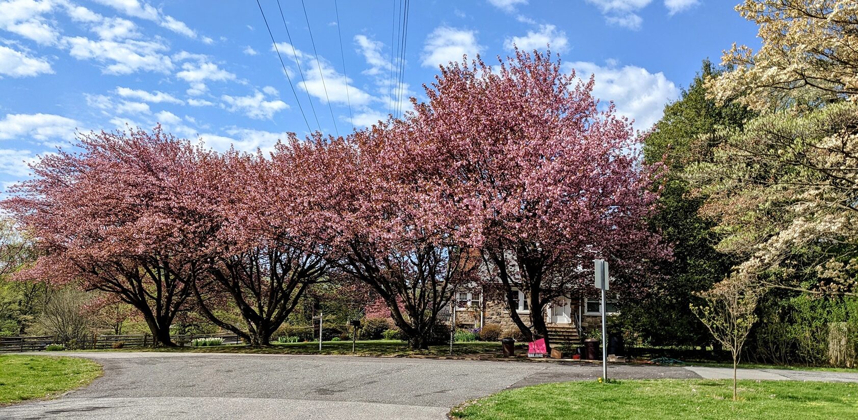 a line of cherry trees