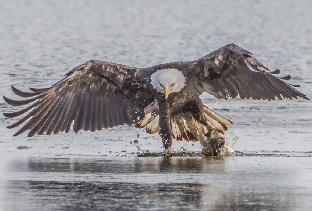bald-eagle-010725 Bald eagle