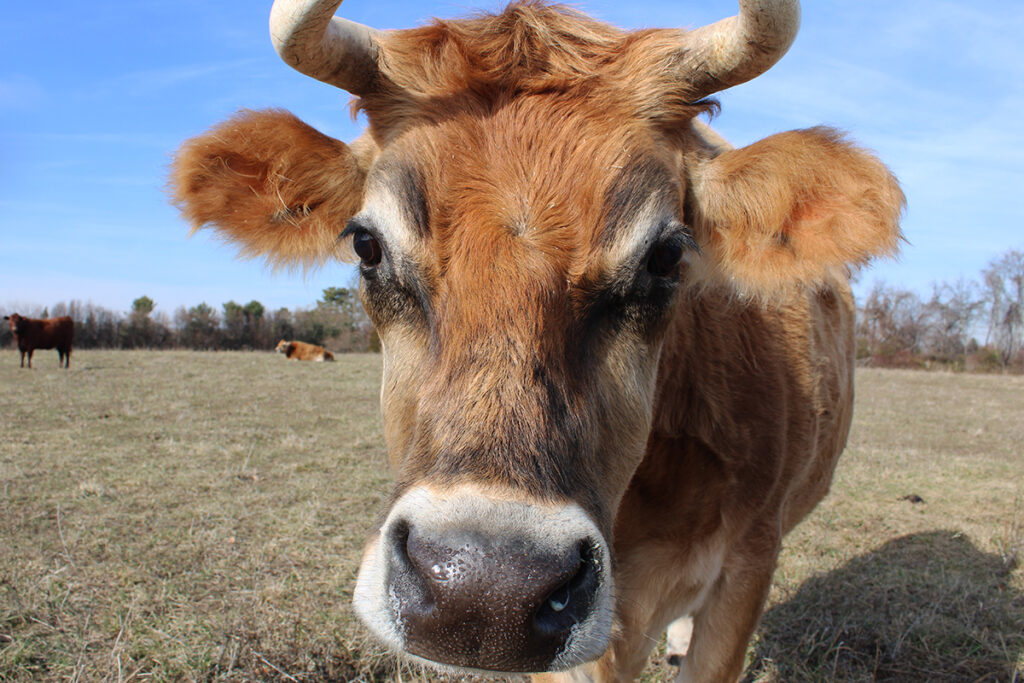 cow-sanctuary-4 Bernie the cow