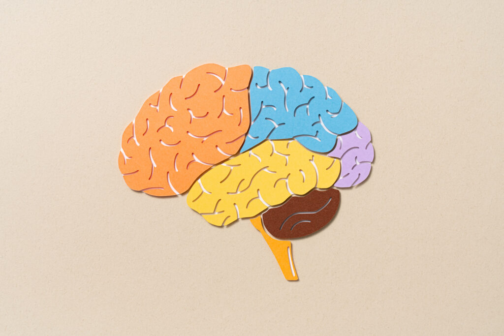 Human Brain Regions Anatomy Paper Cut Craft Human brain regions