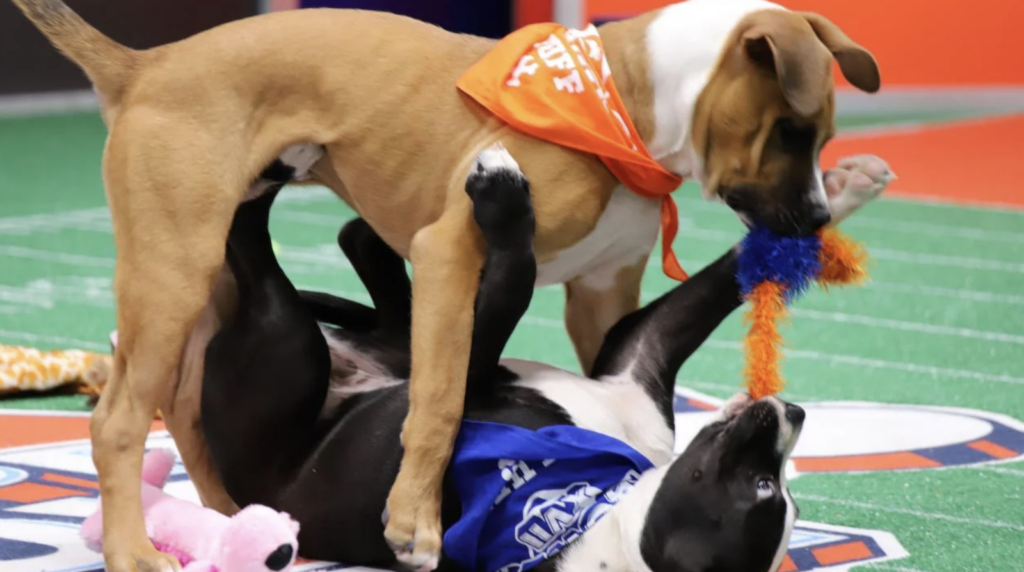 puppy-bowl-xxi-012325 A tan puppy holds a toy in their mouth while standing over a black and white puppy