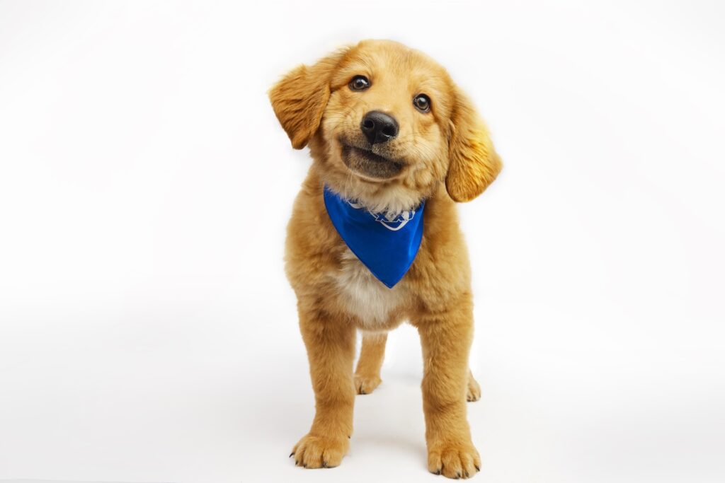 Doodle the puppy stands while wearing a Team Fluff bandana for Puppy Bowl XXI