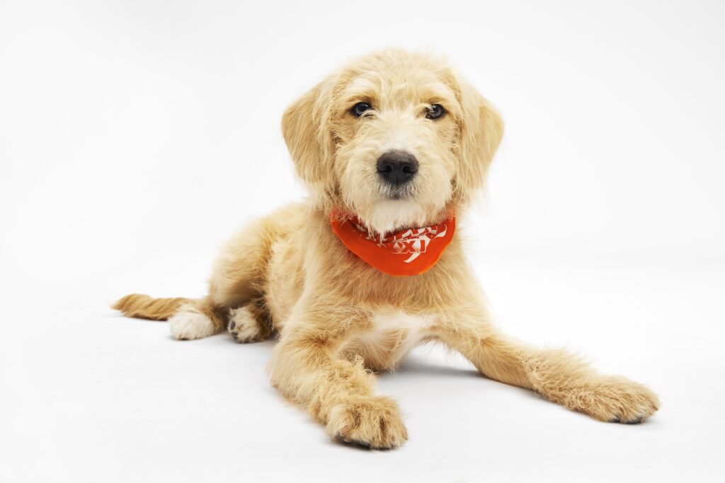 Paralee the puppy sits while wearing a Team Ruff bandana for Puppy Bowl XXI