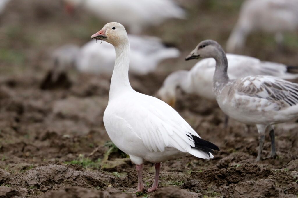 snow-goose-file a snow goose