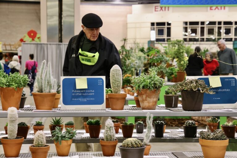 Succulents on display at the flower show
