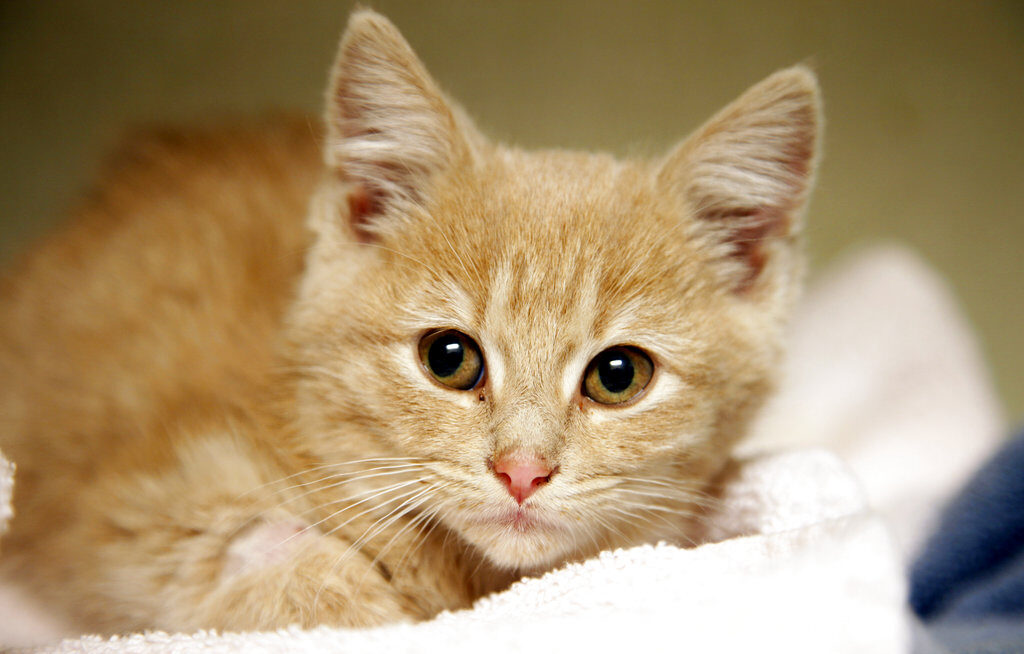 Science Says Domesticated Cats A kitten