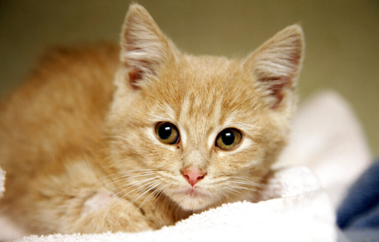 A kitten