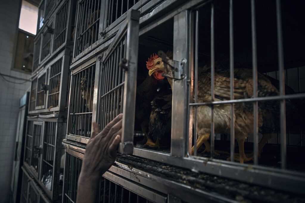 Bird Flu An employee closes a cage as a chicken waits to be slaughtered inside the La Granja Live Poultry Corporation store on Friday, Feb. 7, 2025, in New York. (AP Photo/Andres Kudacki)