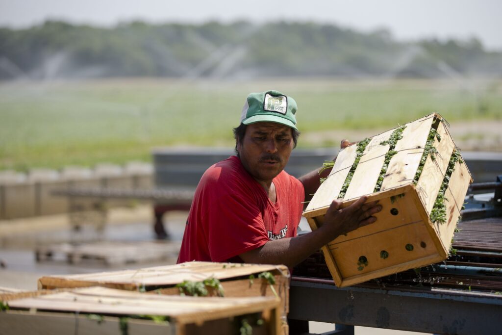 Growth of Local Foods A farmer worker stacking crates of vegetables