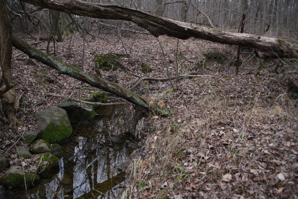StreamInTheForest2 copy Behind Mike Ingram’s home, a quiet forest leads to Folk Memorial Park, where seasonal changes bring stark contrasts — winter’s bare trees and fallen branches give way to a lush, thriving habitat in the warmer months. (Courtesy Mike Ingram)