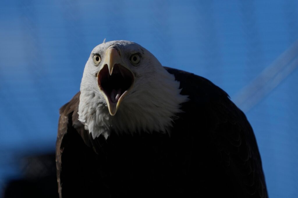 bald-eagle-2025-01-15 a bald eagle screeching