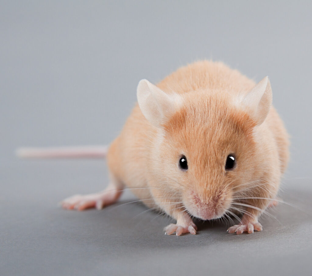 yellow laboratory mouse isolated on grey background Researchers often use the forced swim test on mice to measure the effectiveness of antidepressants. (Bigstock/Kovalvs)