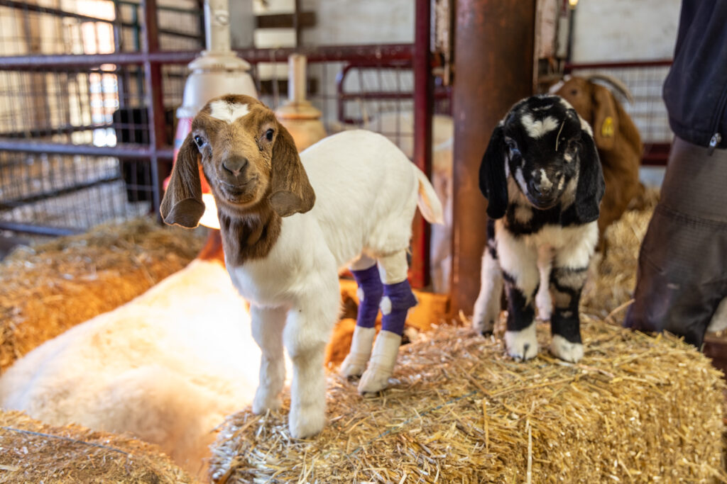 Two goats are seen at Fox Chase Farm in Philadelphia