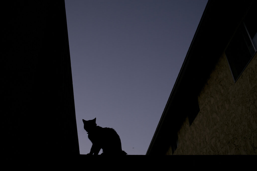 Bird Flu-Cats A silhouetted cat sits on a fence of a condominium complex