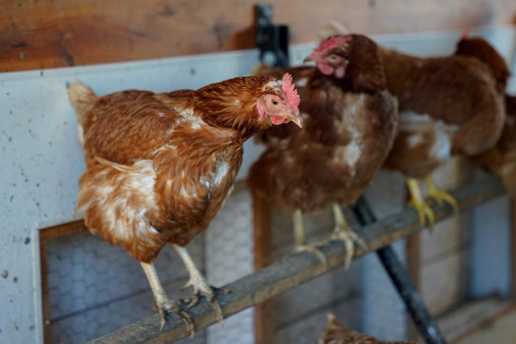 Red Star chickens roost in their coop
