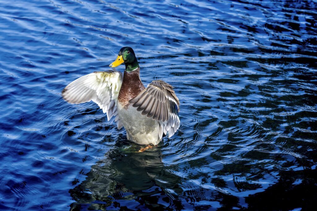 Bird Flu-Wild Birds-Explainer A mallard in the water