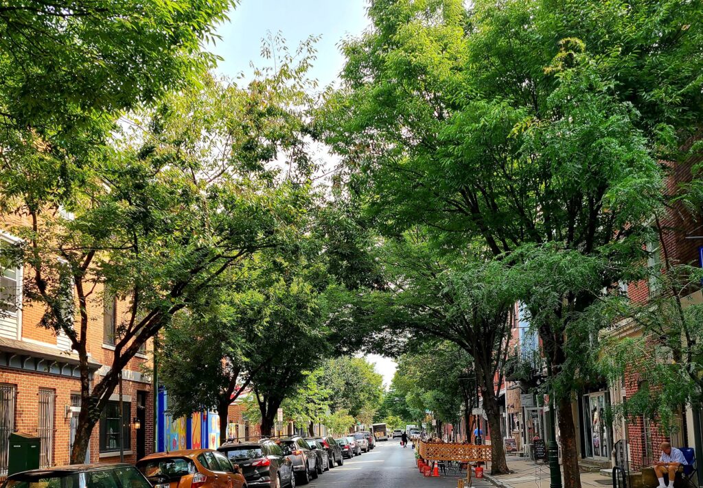 trees along a Philly block