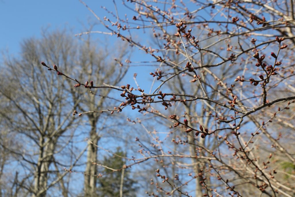 prunus-first-lady-cs-032025 Prunus, the
