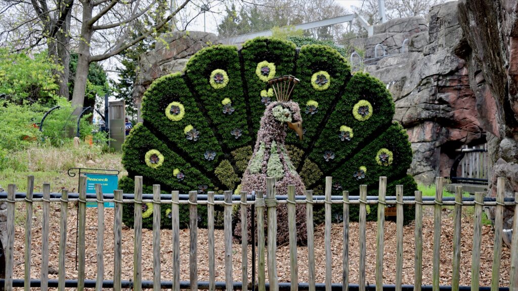 2025 04 15-e lee-philadelphia zoo-zootopiary peacock wide 16×9 peacock topiary