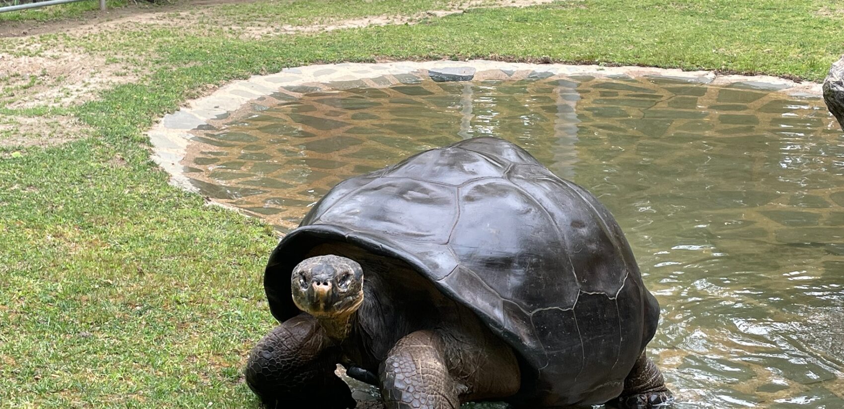 Abrazzo the turtle