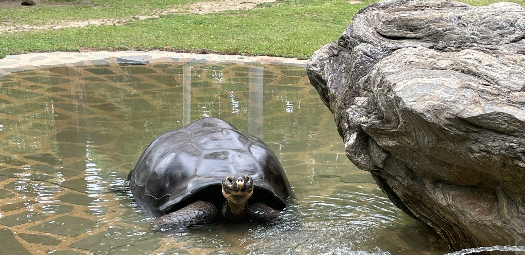 Abrazzo the tortoise